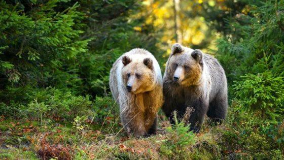 Hotel Au Lit Des Ours Ан-сюр-Лес Экстерьер фото
